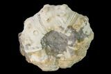 Jurassic Sea Urchin (Plegiocidaris) Fossil - Germany #147146-1